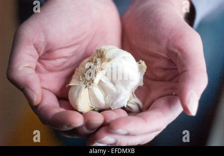 Hände halten eine frische Knoblauchzehe Stockfoto