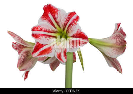 Gippeastrum, Amaryllis (lat. Hippeastrum, Amaryllis), isoliert auf weißem Hintergrund Stockfoto