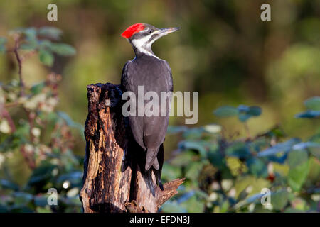 Helmspecht (Dryocopus Pileatus) thront auf einem toten Baumstamm in Nanaimo, Vancouver Island, BC, Kanada im November Stockfoto