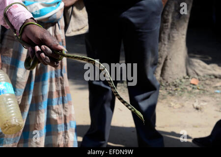 Schlange, Charmeur und Aktivist Mr Mal zeigt seine Schlange-Trick und verdient seinen Lebensunterhalt in einem Dorf in der Nähe von Berachampa in West-Bengalen zu vermarkten. © Saikat Paul/Pacific Press/Alamy Live-Nachrichten Stockfoto