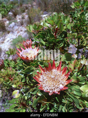 Königsprotea (Protea Cynaroides) Blume, Garten Kirstenbosch, Kapstadt, Westkap, Südafrika Stockfoto