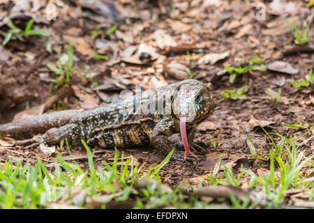 Schwarz-weiß Teju oder argentinischen schwarz-weiß Teju (Salvator Merianae) an die Iguazu-Wasserfälle in Argentinien, mit gespaltener Zunge Stockfoto