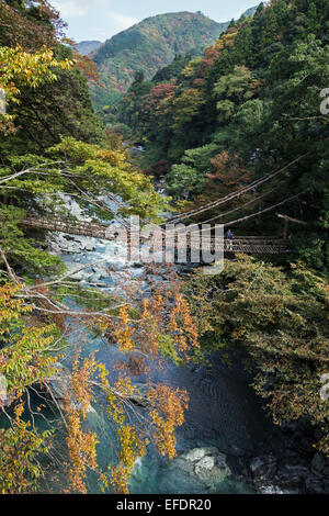 Farben des Herbstes mit Kazuabashi Hängebrücke und Iya Fluss, Insel Shikoku, Japan Stockfoto