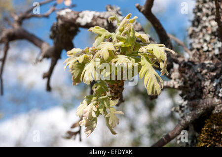 Blätter Sprossen der Pyrenäen-Eiche, Quercus pyrenaica Stockfoto