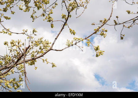 Blätter Sprossen der Pyrenäen-Eiche, Quercus pyrenaica Stockfoto