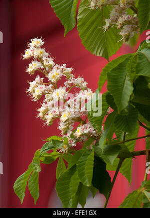 Dies ist eine Nahaufnahme von blühenden Kastanienbaum Blüten. Weiße Blüten befinden sich vor dem roten Hintergrund. Stockfoto