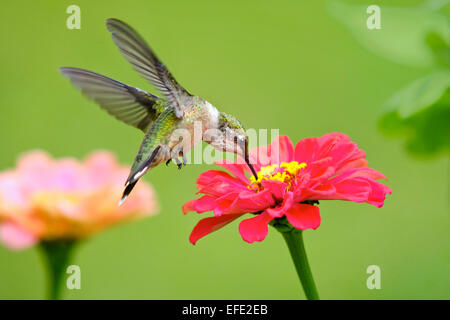 Kolibris fliegen und ernähren sich von rosa Zinnien blühen im Sommer Garten Umwelt. Stockfoto