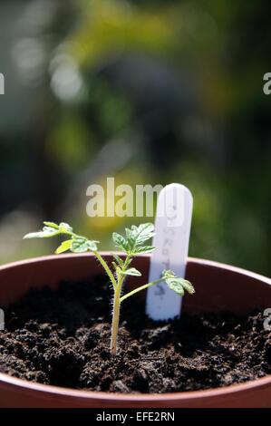 Maskotka Cherry-Tomate Sämling in einem kleinen Topf. Stockfoto