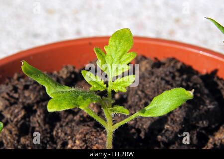 Maskotka Cherry-Tomate in einen Plastiktopf Sämling. Stockfoto