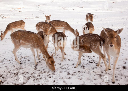 weibliche Damwild und Gruppe von junges Reh im Schnee eines Parks in den Niederlanden Stockfoto