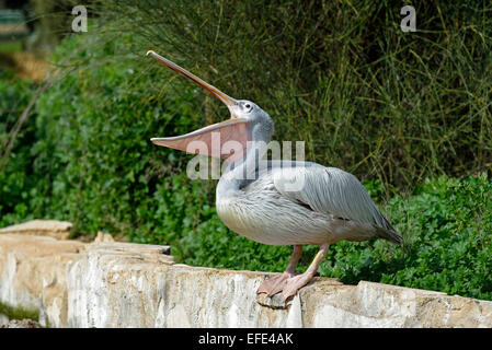 Rosa Pelikan gesichert Stockfoto