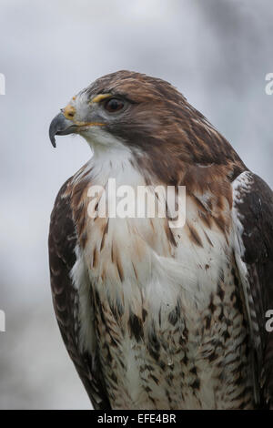 Seitenansicht Nahaufnahme detailliertes Profil Portrait eines isolierten Red tailed Hawk. Buteo jamaicensis Stockfoto