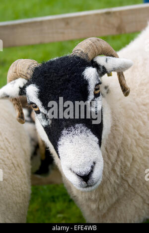 Swaledale Schafen bei Kirkby Lonsdale Land zeigen August 2014 Stockfoto