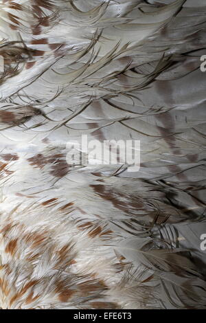 Mäusebussard (Buteo) strukturiert schönen Gefieder Stockfoto