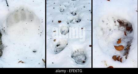 Details der Bär (Ursus Arctos) Spuren im Schnee, Aufnahmen im Apuseni-Gebirge Stockfoto