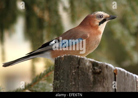 Eichelhäher (Garrulus Glandarius) Profil stehend auf einem Baumstumpf im Wald Stockfoto