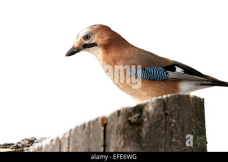 Garrulus Glandarius (Eichelhäher) auf Baumstumpf isoliert auf weißem Hintergrund Stockfoto