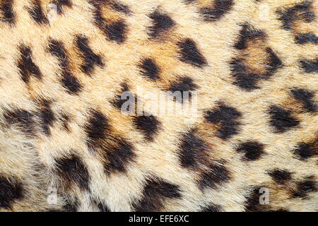 Flecken auf echte Leoparden Fell, schöne natürliche tierische Textur Stockfoto