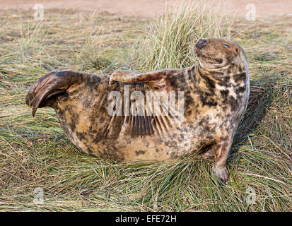 Grau zu versiegeln, Halichoerus Grypus, Donna Nook nationale Naturreservat, Lincolnshire, England, UK Stockfoto