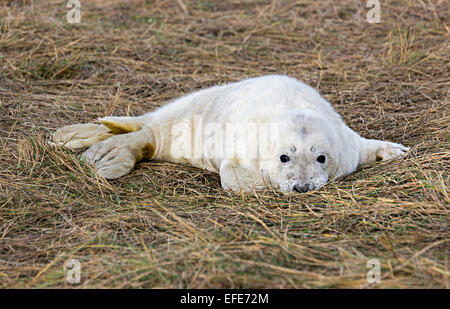 Grau zu versiegeln, Halichoerus Grypus, Donna Nook nationale Naturreservat, Lincolnshire, England, UK Stockfoto