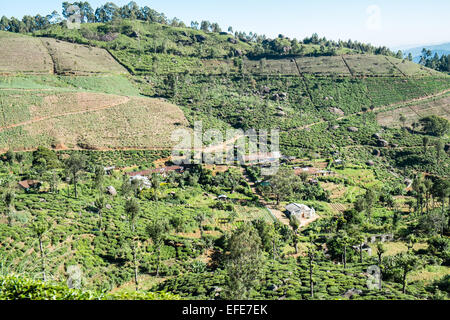 Zug, Reise, Reise durch die Teeplantagen, Landschaft im Hochland von Ella nach Kandy, Sri Lanka, Stockfoto