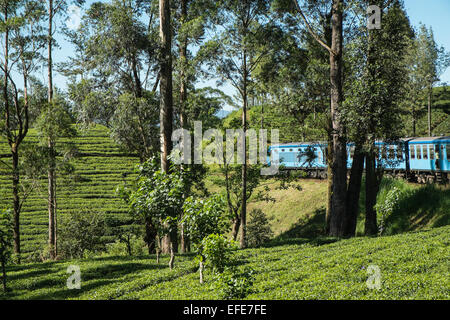 Reise, Reise durch die Teeplantagen, Landschaft im Hochland von Ella, Kandy, Sri Lanka, chinesische Lokomotive zu trainieren. Stockfoto