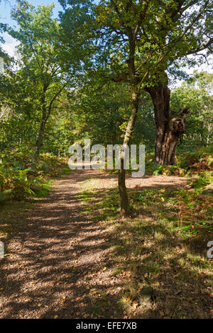 Weg, Wald, Sherwood; alten; Wald; Besucher, Zentrum, Worksop; Nottinghamshire; UK Stockfoto