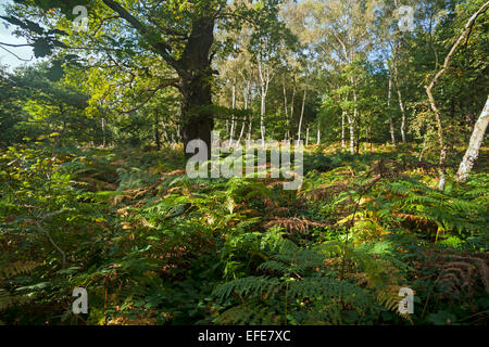 Sherwood;   Wald; Besucher; (Zentrum); Worksop; Nottinghamshire; UK Stockfoto