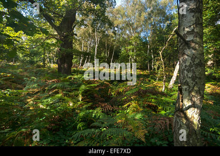 Sherwood;   Wald; Besucher; (Zentrum); Worksop; Nottinghamshire; UK Stockfoto