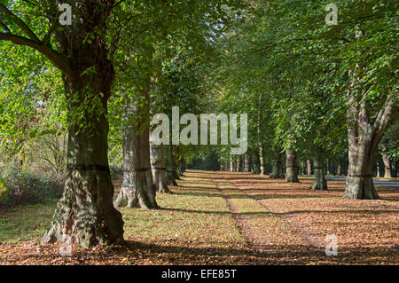 Lime; Baum; Avenue; Clumber; Park; Sherwood; Wald; Worksop; Nottinghamshire; UK Stockfoto