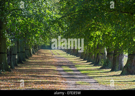 Lime; Baum; Avenue; Clumber; Park; Sherwood; Wald; Worksop; Nottinghamshire; UK Stockfoto