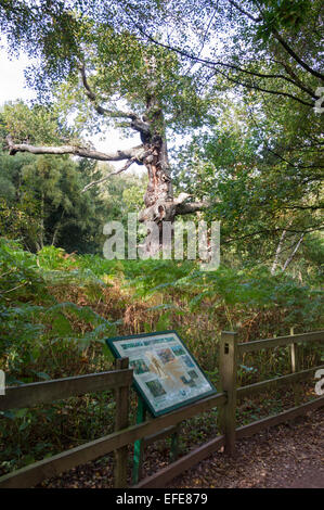 Sherwood; alten; Wald; Besucher; (Zentrum); Worksop; Nottinghamshire; VEREINIGTES KÖNIGREICH; Stockfoto