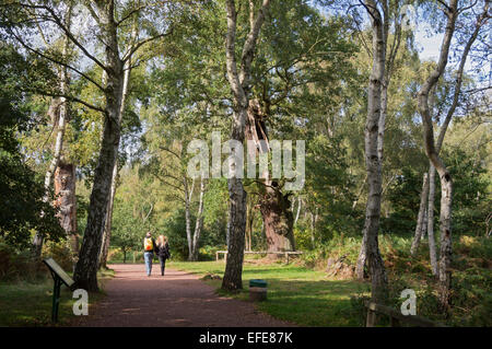 Sherwood; alten; Wald; Besucher; (Zentrum); Worksop; Nottinghamshire; VEREINIGTES KÖNIGREICH; Stockfoto