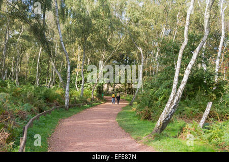 Sherwood; alten; Wald; Besucher; (Zentrum); Worksop; Nottinghamshire; VEREINIGTES KÖNIGREICH; Stockfoto