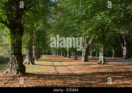 Lime; Baum; Avenue; Clumber; Park; Sherwood; Wald; Worksop; Nottinghamshire; UK Stockfoto