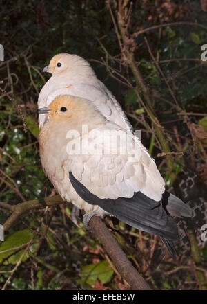 Pied Imperial Tauben (Ducula bicolor) Stockfoto