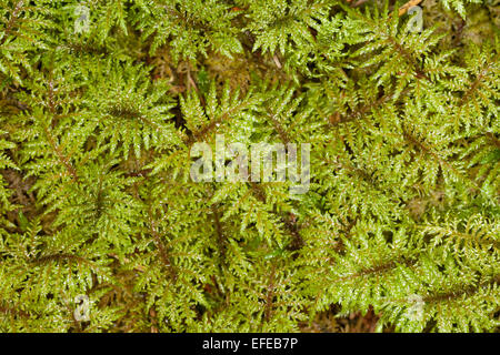 Glitzernde Holz-Moos, Stufe Moos, Farn Moos, Feder Moos, Etagenmoos, Hylocomium Splendens, Hylocomium proliferum Stockfoto