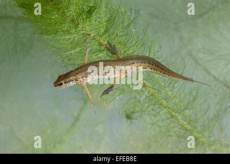 Handförmig Newt, Männlich, Fadenmolch, Männchen, Wassertracht, Faden-Molch, Leistenmolch, Lissotriton Helveticus, Triturus Helveticus Stockfoto