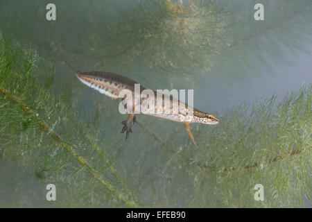 Handförmig Newt, Männlich, Fadenmolch, Männchen, Wassertracht, Faden-Molch, Leistenmolch, Lissotriton Helveticus, Triturus Helveticus Stockfoto