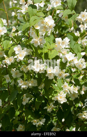 Süße Mock Orange, Falscher Jasmin, Gewöhnlicher Pfeifenstrauch, Philadelphus Coronarius, Seringat des jardins Stockfoto