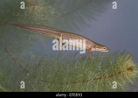 Handförmig Newt, Weiblich, Weibchen, Wassertracht, Faden-Molch, Fadenmolch, Leistenmolch, Lissotriton Helveticus, Triturus Helveticus Stockfoto