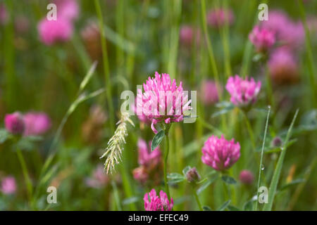 Trifolium Pratense. Rotklee in eine Wildblumenwiese. Stockfoto