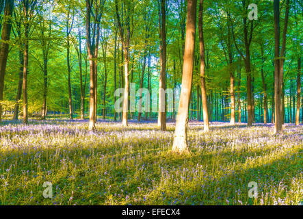 Glockenblumen in sussex Stockfoto