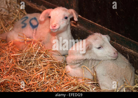 Blackpool, Lancashire, 2. Februar 2015. Keith & Colin zwei Tage alten Waisen auf Parr Bauernhof. Neue geborene Lämmer am Farmer Parr Tierwelt (in der Nähe von Blackpool). Sie wurden von einem lokalen Schafzüchter angenommen hatte 2 verwaiste Lämmer, dass erforderliche Flaschenernährung. Farmpark in Fleetwood manchmal nehmen in "Haustier" Lämmer zu diesem Zeitpunkt des Jahres damit Kinder helfen kann, um sie zu füttern.  Bildnachweis: Mar Photographics/Alamy Live-Nachrichten Stockfoto