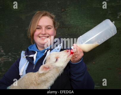 Blackpool, Lancashire, UK. 2. Februar 2015. Abi Harris, 18 mit ein zwei Tage alten britischen Winter geboren Milchlamm, Waise auf Parrs Bauernhof. Die neugeborenen Lämmer am Farmer Parr Tierwelt sind Keith und Colin getauft. Sie wurden von einem lokalen Schafzüchter angenommen hatte 2 verwaiste Lämmer, eine gerade geborene Triole, dass erforderliche Flaschenernährung. Farmpark in Fleetwood dauert manchmal in "Haustier" Lämmer zu dieser Zeit des Jahres, damit Kinder helfen kann, um sie zu füttern.  Bildnachweis: Mar Photographics/Alamy Live-Nachrichten Stockfoto