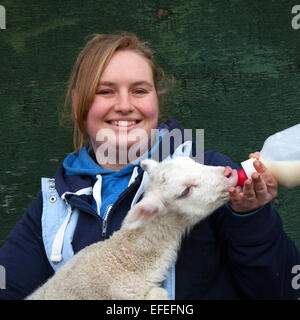 Blackpool, Lancashire, UK. 2. Februar 2015. Abi Harris, 18 mit ein zwei Tage alten britischen Winter geboren Milchlamm, Waise auf Parrs Bauernhof. Die neugeborenen Lämmer am Farmer Parr Tierwelt sind Keith und Colin getauft. Sie wurden von einem lokalen Schafzüchter angenommen hatte 2 verwaiste Lämmer, eine gerade geborene Triole, dass erforderliche Flaschenernährung. Farmpark in Fleetwood dauert manchmal in "Haustier" Lämmer zu dieser Zeit des Jahres, damit Kinder helfen kann, um sie zu füttern.  Bildnachweis: Mar Photographics/Alamy Live-Nachrichten Stockfoto