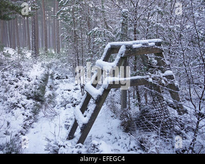 Caledonian Pinienwald im winter Stockfoto