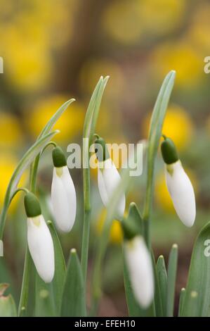 Dresden, Deutschland. 2. Februar 2015. Schneeglöckchen auf einer Wiese in Dresden, Deutschland, 2. Februar 2015. Foto: SEBASTIAN KAHNERT/Dpa/Alamy Live News Stockfoto