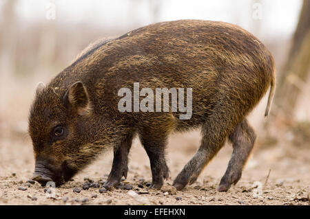 Wildschwein - Wildschwein - Sus Scrofa in einem ungarischen Wald Stockfoto