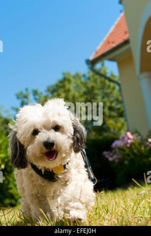 Havanais Hund ist im Garten spazieren. Stockfoto